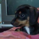 annie mueller - @habibikitty - Twitter