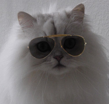 chatblanc's profile picture. I'm a slave to sarcasm, shoe addict, and cat wrangler. oh, and I'm human. mostly.