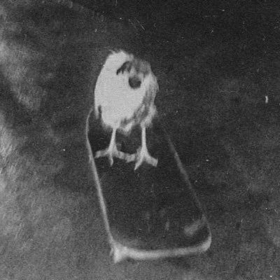 notbat00's profile picture. 