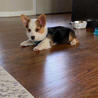 EllaBear_20's profile picture. I is a Pembroke Corgi that loves to make people happy.  I is training to be a therapy dog.  I love to see pics/videos of other animals, esp other Corgi friends.