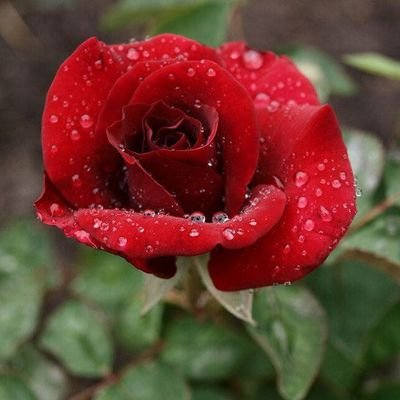 Jonli bokira jinsiy aloqa