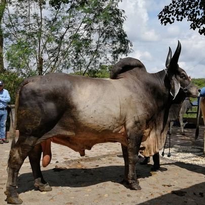 Zootecnista UniSalle. 
Esp. en Gerencia de Empresas. 
Ex secretario de Agricultura y Desarrollo Empresarial Cesar.
Juez razas Gyr y Guzerat y sus cruces