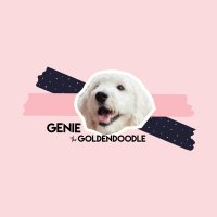 Genie the Goldendoodle(@GGoldendoodle) 's Twitter Profile Photo