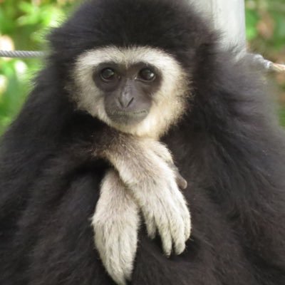 ordinary gibbon-liking citizen