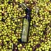 Aceite de Oliva Arturo Macías (@aceitedeolivaam) Twitter profile photo Aceite de Oliva Arturo Macías (@aceitedeolivaam) Twitter profile photo
