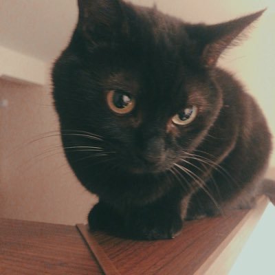 nnwM4hMcdh3RRN1's profile picture. 早く寝て早く起きてしまう病