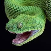 I'm here to #SnakeTheWorldSmarter 🤪🚫🧠🤬☕🐍🌐🤯🤓 #Science #Comedy #Coffee #Cake #Cannabis #SciFi #Nerd #MatchTheSnake Pics not mine. Snake haters BLOCKED!