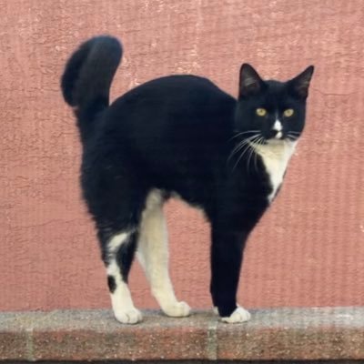 vanesssanahi's profile picture. venusian