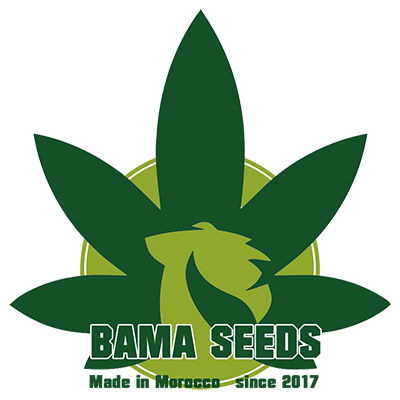 First Moroccan cannabis seeds banks.
Based in Ketama, we preserve kif beldia genetic.
#cannabis #cannabiscommunity #weed #morocco #seeds #eshop #autogrow