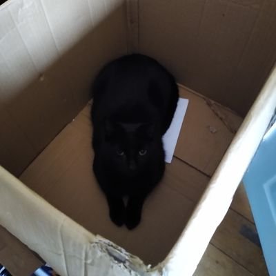 I am a cat (in a box) who shares music.