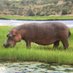 The Healing Hippo (@HippoHealing) Twitter profile photo