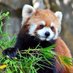 Nature and Animals 🌴 (@amazing_nature_) Twitter profile photo Nature and Animals 🌴 (@amazing_nature_) Twitter profile photo