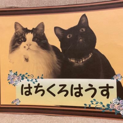 はちくろはうすです。看板ニャンコの「はちみつちゃん」と「くろみつくん」と他にも数匹の保護猫と暮らしています。 ベレー帽やターバンなどにフェルト刺繍をしています。主に保護猫関係のイベントに出店しています。お着物や和装小物も大好きなので和装にあう帽子も作成していこうと思っています。