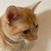 malos@読書垢 (@malos_u) 's Twitter Profile