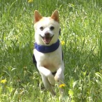 TATEZOU (@_tatezou) 's Twitter Profile