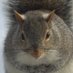 Squirrels World (@kgn103) Twitter profile photo