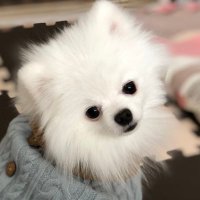白玉と私 (@siratama_pome) 's Twitter Profile