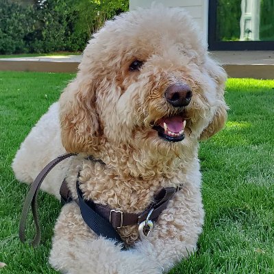 Jeremy_Pinchasi's profile picture. 