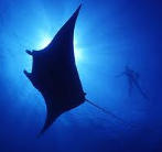 PhotoUnderwater's profile picture. Best of Underwater Photography From Light and Composition