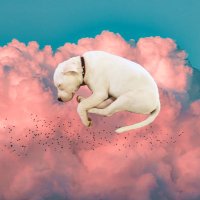 Dinosaur Connoisseur (@thatothermax) 's Twitter Profile Photo