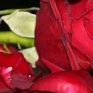 بصنعاء (@wkvas5vmarelips) Twitter profile photo