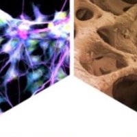 ICTP_BIOMATERIALS (@ictp_biomater) 's Twitter Profile