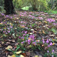 Dupont Ariane (@dupont_kieffer) 's Twitter Profile