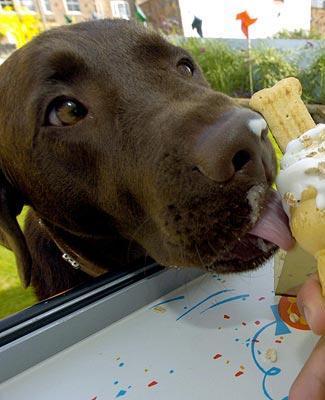 ElitePetSitting's profile picture. We Love Dogs!