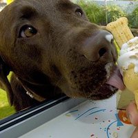 ElitePetSitting (@elitepetsitting) 's Twitter Profile