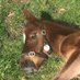 Abbeville Stud (@studabbeville) Twitter profile photo Abbeville Stud (@studabbeville) Twitter profile photo