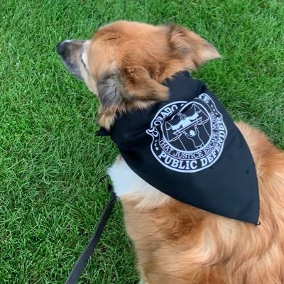 Dogs of Public Defender, equal opportunity submission accepting pics of all the puppalegals, furry co-counsel, and pawsociates