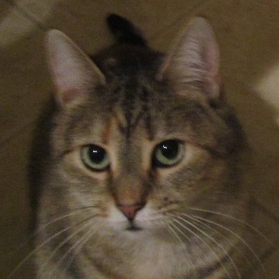 Fmr horse owner;Polyglot;Classical pianist;Fmr Violin&Clarinet;Tennis;Skier;Juggler;Ice/roller skater;Bicyclist;Singer; WhiteHat;MartialArts;Crocheter ...