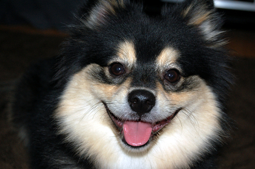 I like chewing on everything, peeing on everything, not listening to my mommy, rawhide sticks and small cheap milk-bone imitation dog biscuits. Follow me :)