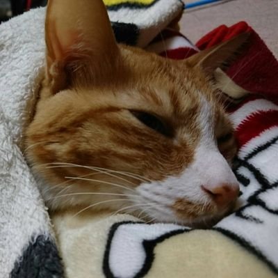 Night_Hawks_44's profile picture. 774inc. 推し垢です！