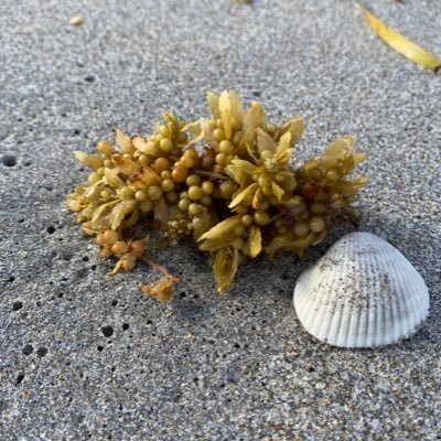 fir_pup's profile picture. 