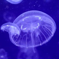 なお (@aurea_oculis) 's Twitter Profile