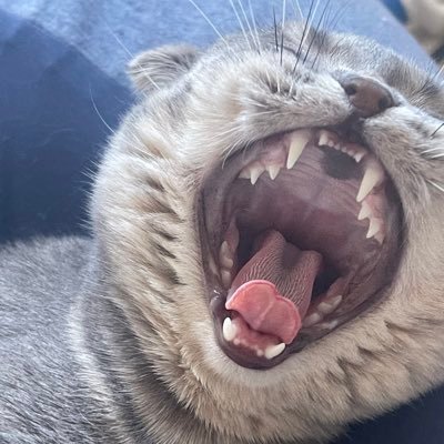 瓜鸽guguさんのプロフィール画像