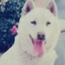 yyyRgnC8hki7ead's profile picture. 紀州犬で登録は白栄号、呼称は〔やまとなでしこ〕雌、通称は〔やまと〕、なんとなく〔やまやん〕〔やまりん〕など、やがつけば振り返りました、よくできたわんちゃんでした、小学校から社会人になるまで、私は定年退職し非常勤、白は大切な色です