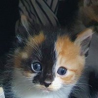 앵두언니 (@aengduunnie) 's Twitter Profile Photo