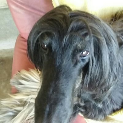 X6Rzd6tgXVYtQi1's profile picture. 2020年10月28日早朝に静岡県磐田市にてアフガンハウンド盗んだ泥棒逮捕に懸賞金50万円かけました期限は犯人が捕まるまで。