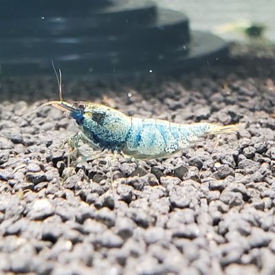 🦐ビーシュリンプと水草にハマってます。| ε:)_🌱
🔰初心者ですので、ご教示ください！
無言フォロー失礼します。