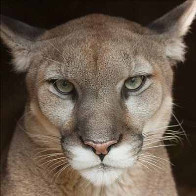 aldocalamaro69's profile picture. Bohemio y Calamaresco, Para No Olvidar ... 🐟🎶

            ¡ MÉXICO PUMAS UNIVERSIDAD ! 👊🏽
