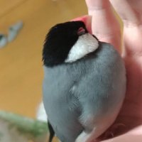 SoizayoikotoEMT (@soizayoikoto) 's Twitter Profile