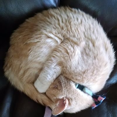 seananastasi's profile picture. 