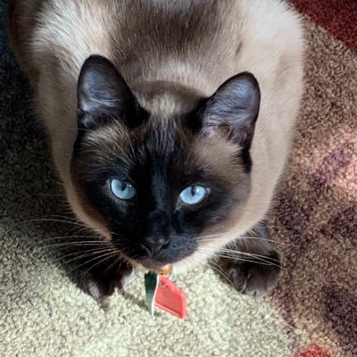 May rave about cats, books, and horror. I watch and read horror across all platforms usually while crocheting. Owned by two Siamese cats. She/her.