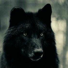 Paltch1's profile picture. Constitutional conservativ. Pro small government.  Citizens are free.  Government is ruled by the ppl. With freedom and independence comes great responsibility.