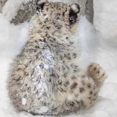 糖分纷扰扰さんのプロフィール画像