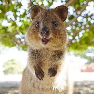 Quokka are humans too...but better.