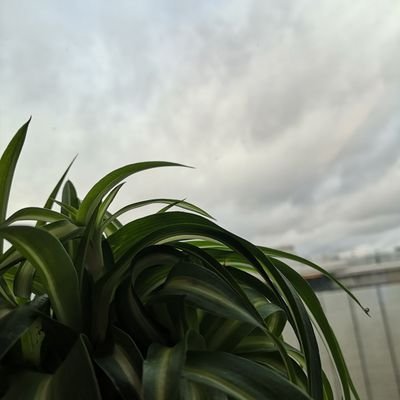 alf4s1erra's profile picture. 諸微塵如來說非微塵是名微塵
