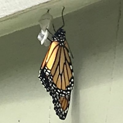 For too long humans have gardened to keep nature out, I’m bringing ‘em in. Native plants are key. MONARCH WAYSTATION #36169